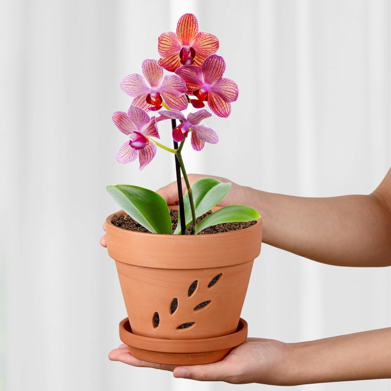 JUXYES 3 Pack Small Terracotta Orchid Pots with Holes and Saucers, Clay Orchid Planter Pots for Repotting, Plant Flower Pots for Orchid Indoor and Outdoor Promotes Air Circulation, 6 Inches - Image 3